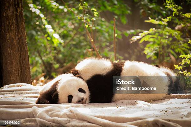 Panda Is A National Tresure Of China Stock Photo - Download Image Now -  Child, Panda - Animal, Chengdu - iStock