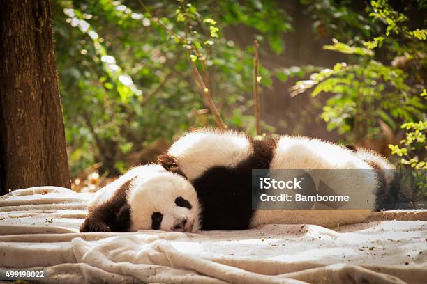 Panda Is A National Tresure Of China Stock Photo - Download Image Now - Child, Panda - Animal, Chengdu - iStock Panda Is A National Tresure Of China Stock Photo - Download Image Now - Child, Panda - Animal, Chengdu - iStock