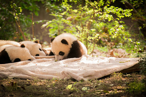 istock Panda is a national tresure of China 499198332