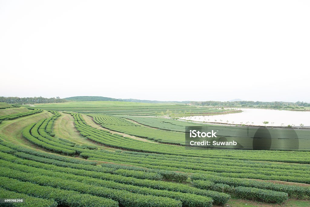 Tea farm on mountain, Thailand. 2015 Stock Photo