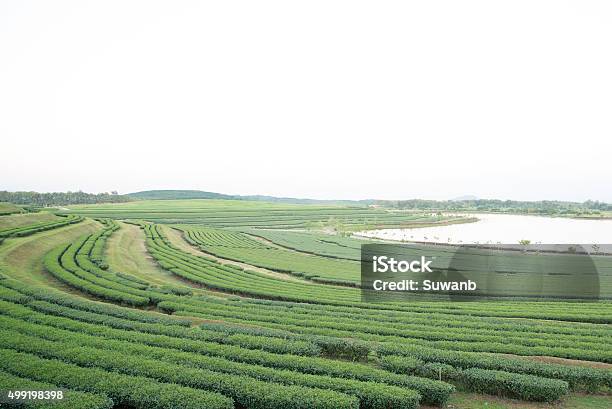 Tea Farm On Mountain Thailand Stock Photo - Download Image Now - 2015, Agricultural Field, Agriculture