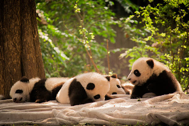 istock Panda is a national tresure of China 499198528