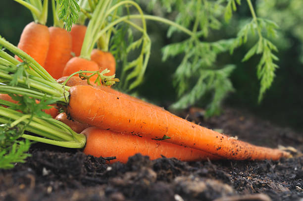 istock carrots in garden soil 499200750