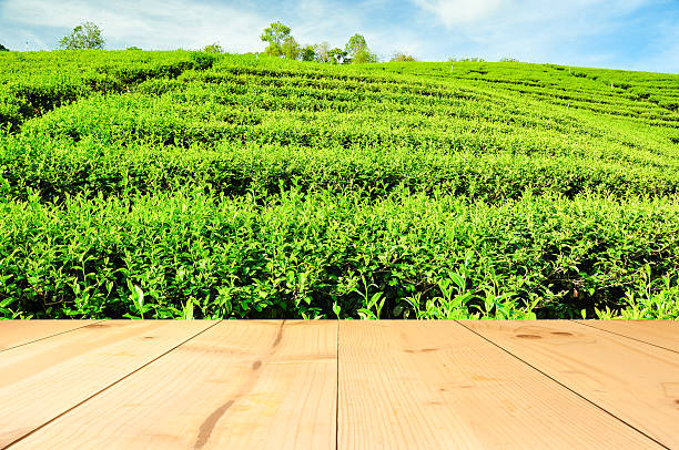 istock green tea tree field with Wood terrace 499201332