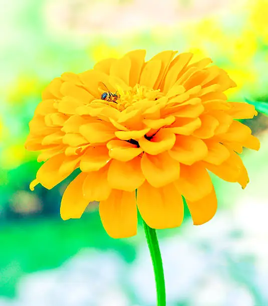 Photo of lower bloom plant shine sweet colorful sunshine beautiful with b