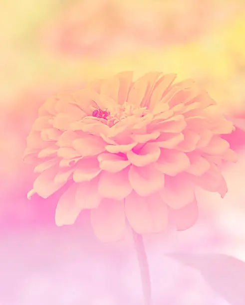 Photo of flower bloom plant shine sweet colorful sunshine beautiful in ga