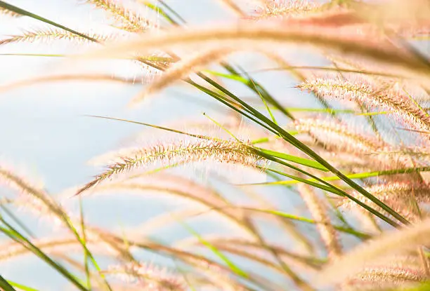 Photo of blurred grayish grass flower on blue sky