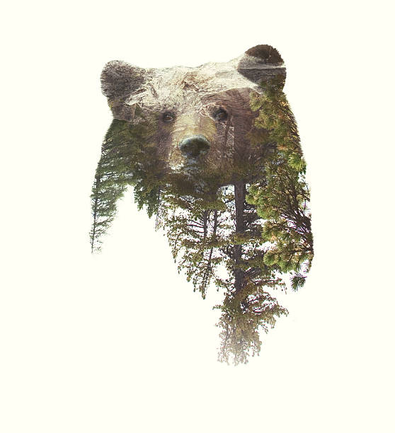 double exposure portrait of bear and green forest. - animal double exposure bildbanksfoton och bilder