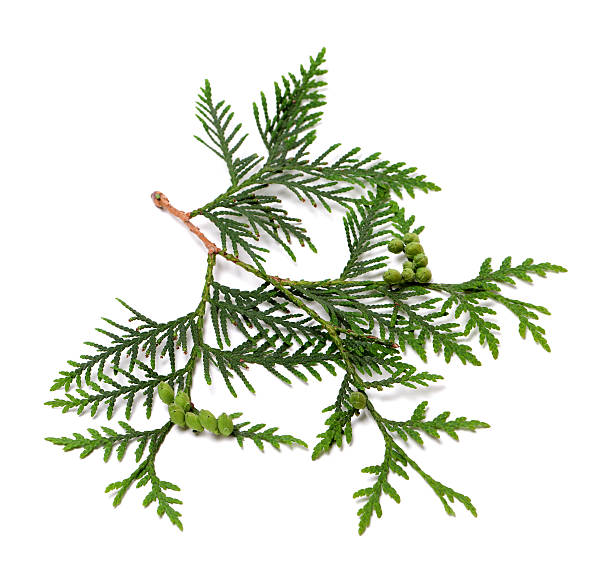 istock Ttwig of thuja with green cones 499202556