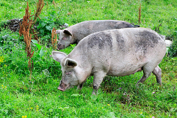 istock Gray domestic pig and calf. 499203901
