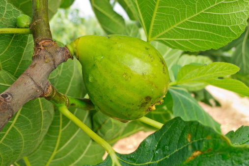 Fresh organics figs on the branch.