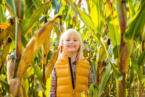 Little smiling blond kid in yellow west staying in a corn field on farm during the autumn season