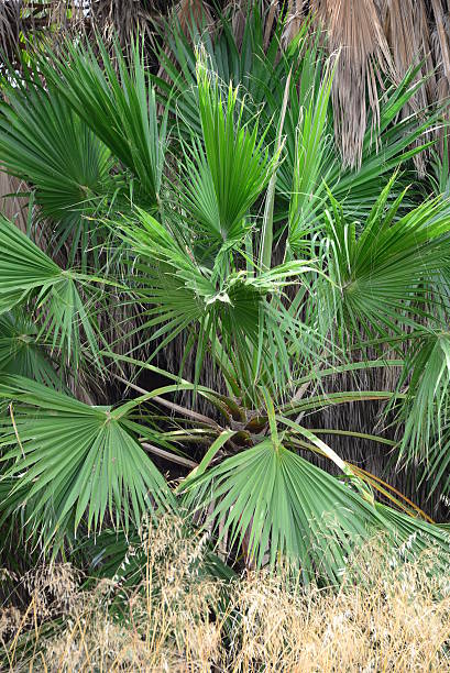 istock In the PalmEngarten - Jungle - Palm Leaves - Spain 499204702