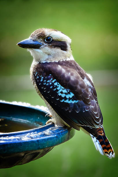 istock Baby Kookaburra 499204750