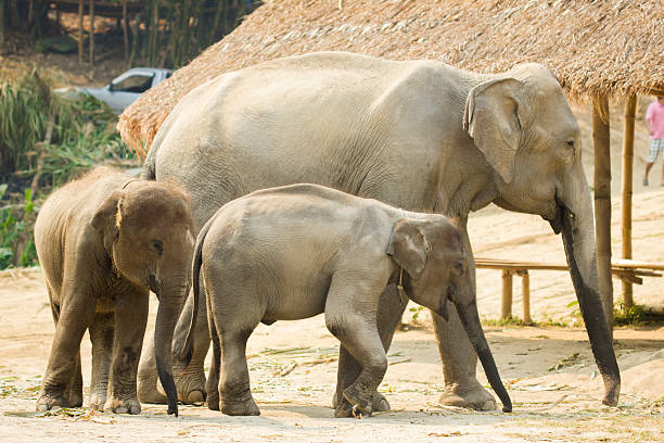 istock Asian mother elephant staying with her baby 499204912