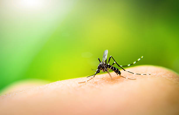 Mosquito sucking blood Mosquito sucking blood on human skin with nature background malaria stock pictures, royalty-free photos & images