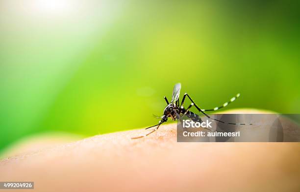 Mosquito Sucking Blood Stock Photo - Download Image Now - Mosquito, Dengue Fever - Fever, Malaria Parasite