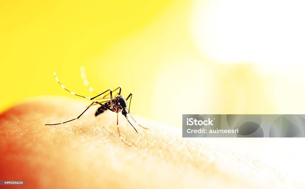 Mosquito sucking blood Mosquito sucking blood on human skin with nature background 2015 Stock Photo