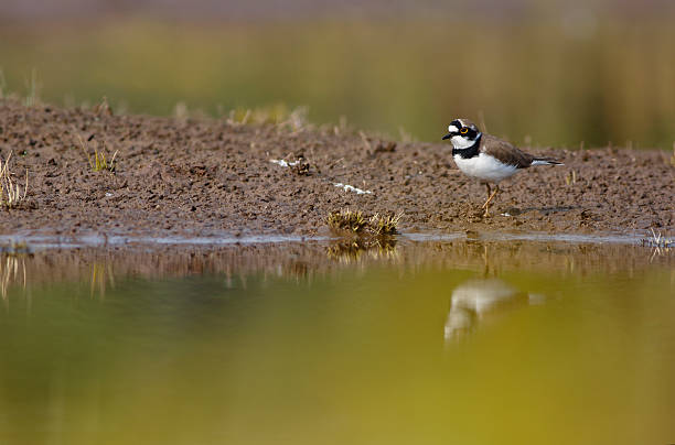 mały ringed plover - chloe zdjęcia i obrazy z banku zdjęć