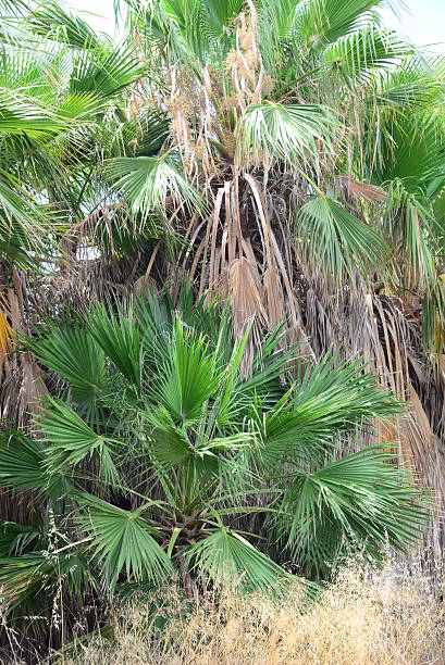 istock In the PalmEngarten - Jungle - Palm Leaves - Spain 499205616