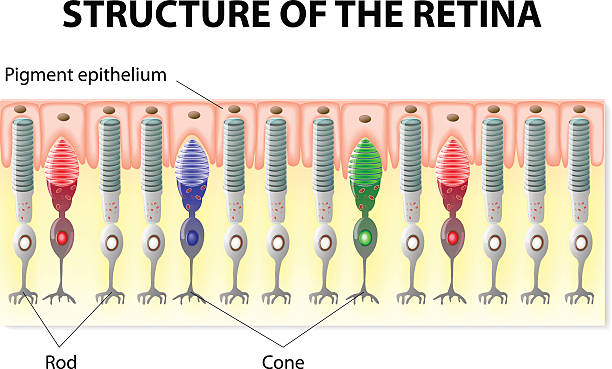 Retina structure Eye and Vision. structure of the retina. Rods and Cones. Vector diagram retina stock illustrations