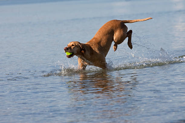 istock Magyar Vizsla dog at the beach 499206103