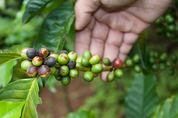 istock coffee plant with fruits and gardener hand 499206708