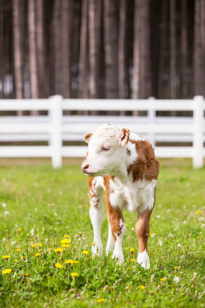 hereford ふくらはぎでパスチュア - field hereford cattle domestic cattle usa ストックフォトと画像