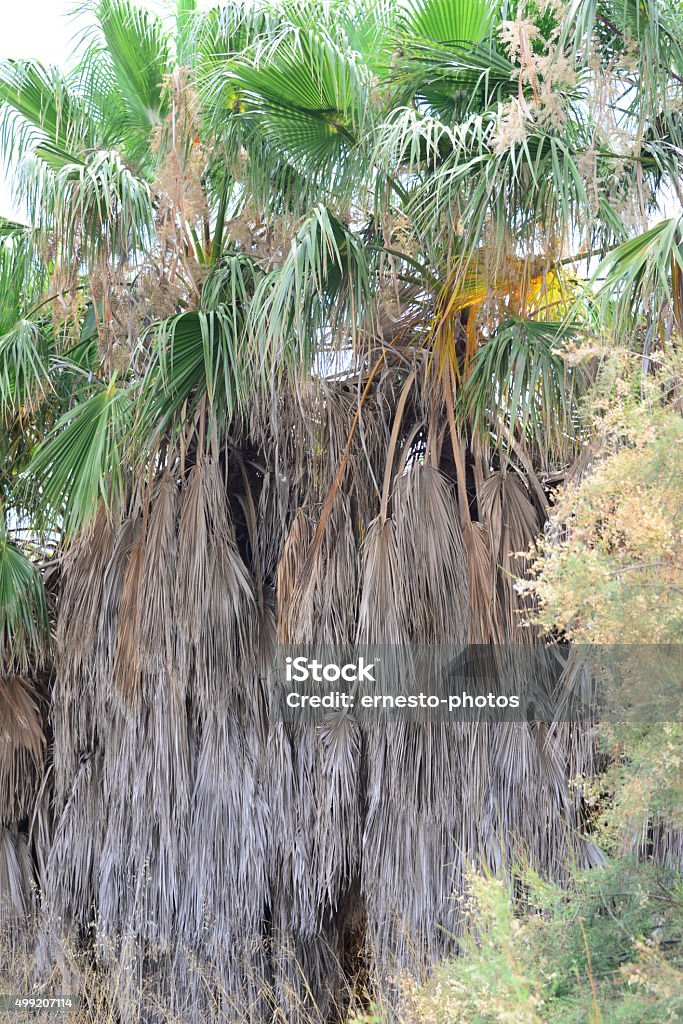 In the PalmEngarten - Jungle - Palm Leaves - Spain Palm leaves, palm leaf, palm, green, light and shade, Spain, phoenix palm 2015 Stock Photo