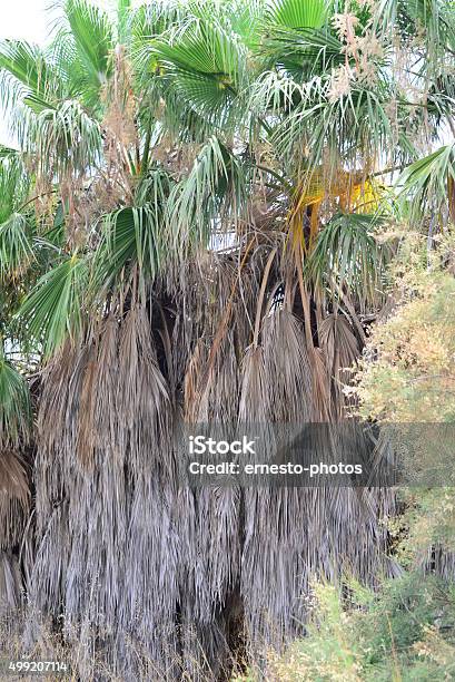 In The Palmengarten Jungle Palm Leaves Spain Stock Photo - Download Image Now - 2015, Green Color, No People