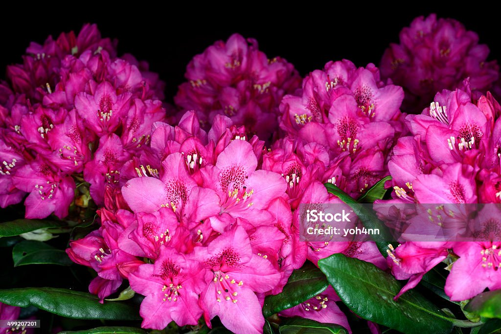 Rhododendron fleurs rose - Photo de Arbre en fleurs libre de droits