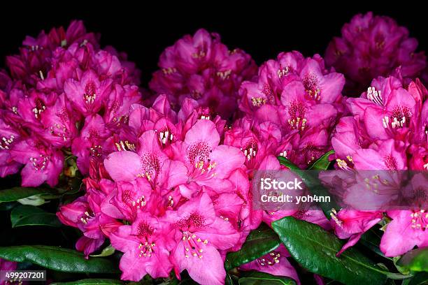 Photo libre de droit de Rhododendron Fleurs Rose banque d'images et plus d'images libres de droit de Arbre en fleurs - Arbre en fleurs, Arbre à feuilles caduques, Arbre à feuilles persistantes