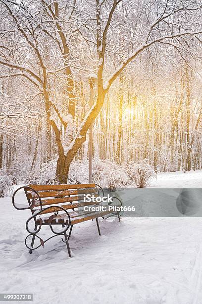 Snowcovered Trees And Benches In The City Park Stock Photo - Download Image Now - 2015, Adult, Blue