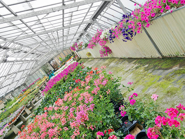 istock greenhouse with colored flowers  view from different angle 499207869