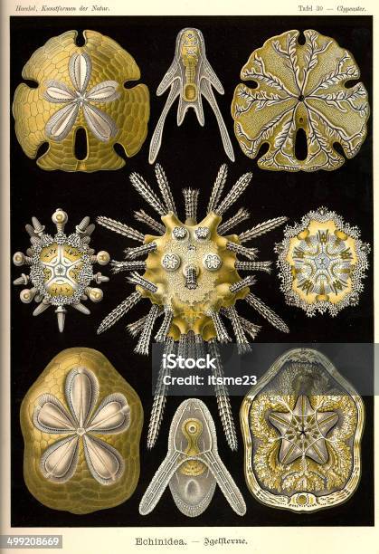 Fauna Kdn T030 Clypeaster Echinidea - ウニのベクターアート素材や画像を多数ご用意 - ウニ, イラストレーション, エッチング