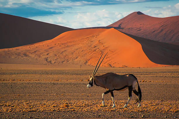 istock Gemsbok in the Sossusvlei, Namibia 499208948