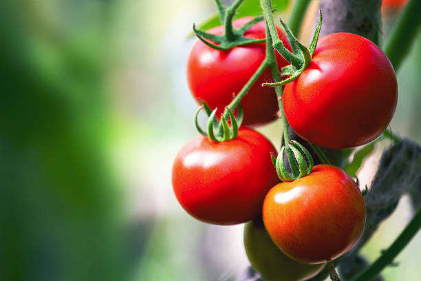 istock Ripe natural tomatoes growing on a branch 499209358