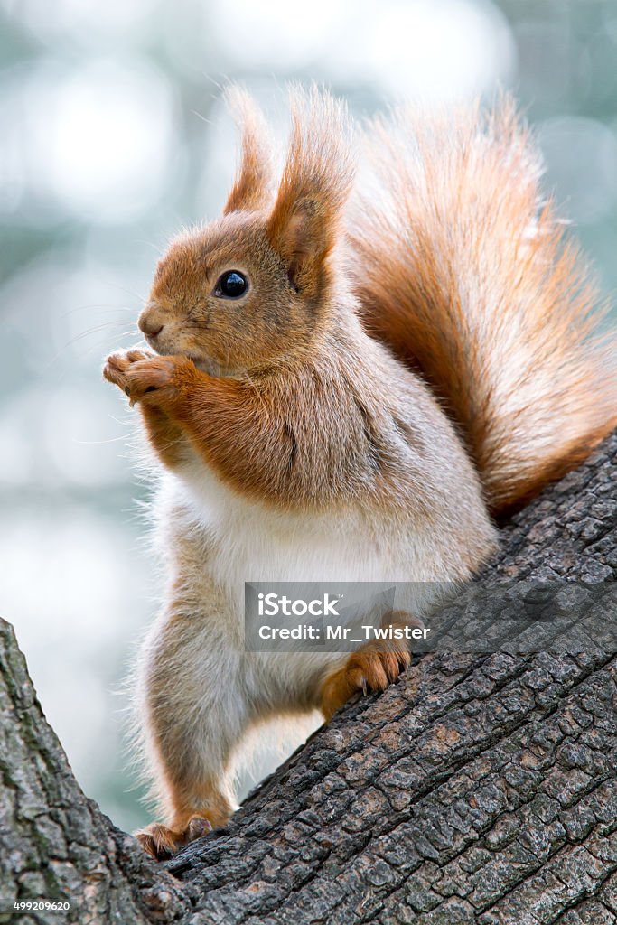 closeup of red squirrel eating nuts on a tree squirrel sits on the trunk of the tree and chews nuts on the background of sky Squirrel Stock Photo