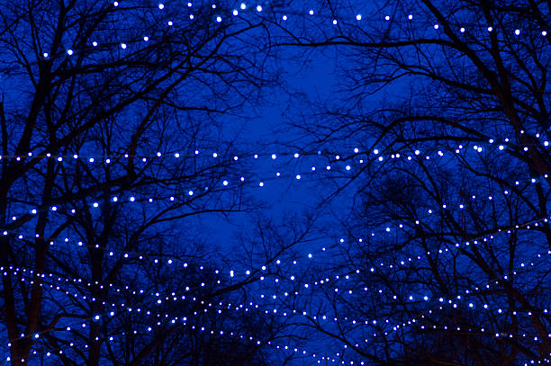 istock Abstract tree trunk silhouettes illuminated by holiday garlands 499209934