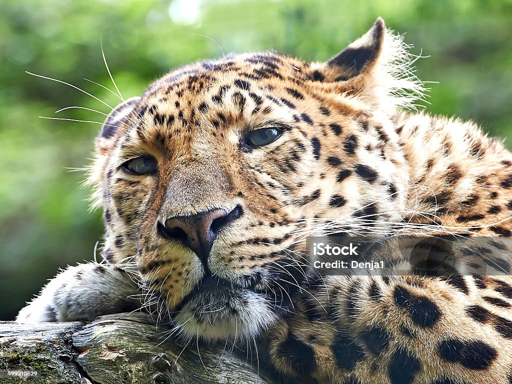 Amur leopard (Panthera pardus orientalis) Amur leopard resting on a branch in its habitat Amur Leopard Stock Photo