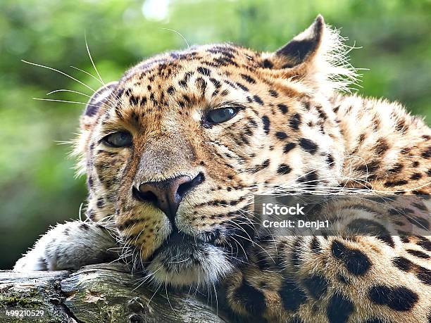 Amur Leopard Stock Photo - Download Image Now - Amur Leopard, Animal, Animal Wildlife