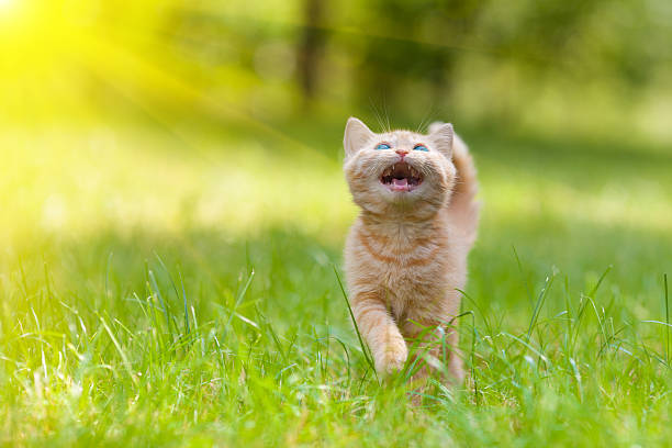 istock Little meowing kitten walking on the grass 499210959