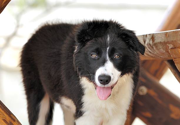 border collie stock photo