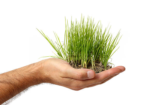 istock Bush of grass for lawn 499211207
