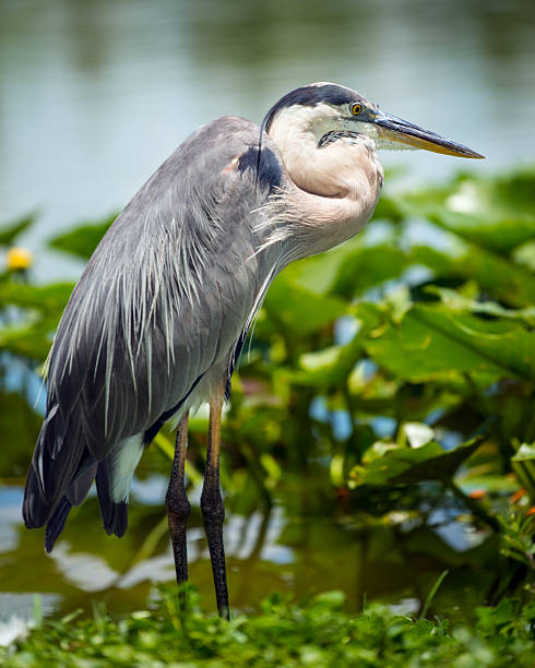 istock Portrait of great blue heron 499211227