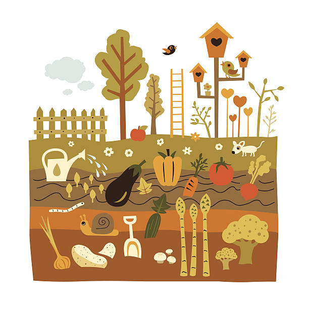 ilustraciones, imágenes clip art, dibujos animados e iconos de stock de la jardinería - snail environmental conservation garden snail mollusk