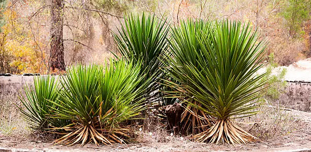 large and small yucca plants