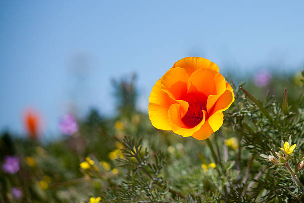 カリフォルニアのポピーアゲインスト、ブルースカイ - poppy field flower california golden poppy ストックフォトと画像