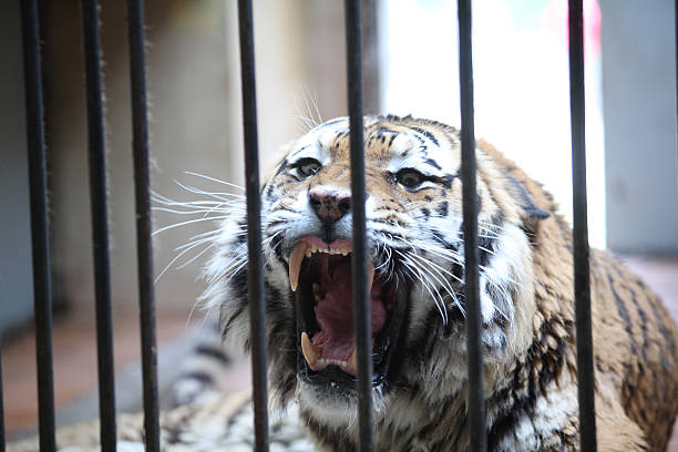 タイガーのケイジ - tiger roaring danger power ストックフォトと画像