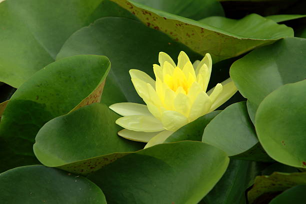 istock lotus flower in the pond 499224053